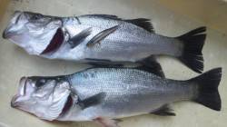 日高川河口シーバス、濁りありミノーでヒラス…