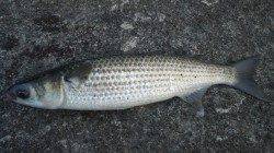 日高川河口フカセ釣りでコッパグレが入れ食い