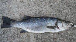 雨後の濁りの中、河口でヒラスズキGET！