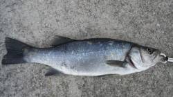 雨後の濁りの中、河口でヒラスズキGET！