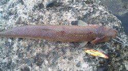 南塩谷にて夕方ルアーでエソ狙ってきました