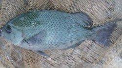 日高川河口でフカセ〜コッパグレ・ボラなど沢山竿が曲がり楽しめました