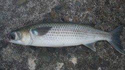 日高川河口でフカセ〜コッパグレ・ボラなど沢山竿が曲がり楽しめました