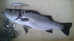 濱ノ瀬周辺シーバス、今年初ヒラスズキが釣れ…