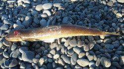 煙樹ヶ浜でショアジギング、凪すぎて魚の反応悪く・・・