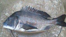 日高川河口フカセでチヌ51㎝50cmの年無し2枚を含む計6枚！！