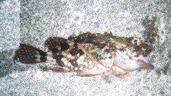 御坊に今年初アナゴ狙いの夜釣りに行ってきました！！