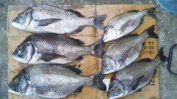 日高川河口フカセでチヌ51㎝50cmの年無し2枚を含む計6枚！！