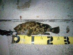 大阪南港でガシラ〜25cm、アタリは少なめ