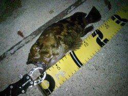 大阪南港でガシラ〜25cm、アタリは少なめ