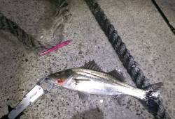 岸和田バチ抜けシーバス〜引き波が出ない程度…