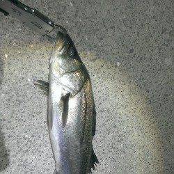 岸和田でバチパターンのシーバス