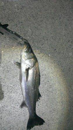 岸和田でバチパターンのシーバス