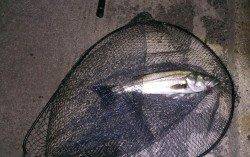 貝塚周辺ルアーでシーバス狙い〜超スローに巻いてヒット！