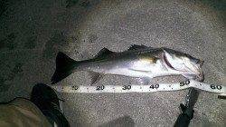 貝塚周辺ルアーでシーバス狙い〜超スローに巻いてヒット！