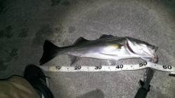 貝塚周辺ルアーでシーバス狙い〜超スローに巻…