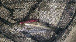 岸和田　夕方からのシーバス狙い☆