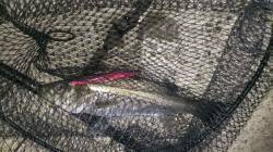 岸和田　夕方からのシーバス狙い☆