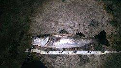 貝塚ルアーで57センチの元気なシーバスをキャッチ！