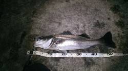 貝塚ルアーで57センチの元気なシーバスをキ…