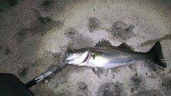 貝塚ルアーで57センチの元気なシーバスをキャッチ！