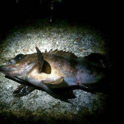 須磨でのメバリング釣果、短時間に2匹