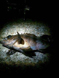 須磨でのメバリング釣果、短時間に2匹