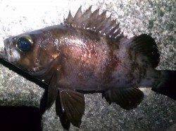 須磨でのメバリング釣果、短時間に2匹