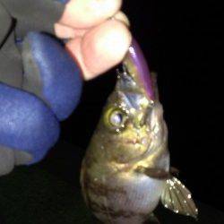 田尻漁港堤防外側でメバルのライズ〜フローティングミノーにヒット