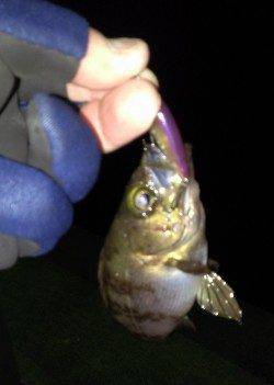 田尻漁港堤防外側でメバルのライズ〜フローティングミノーにヒット