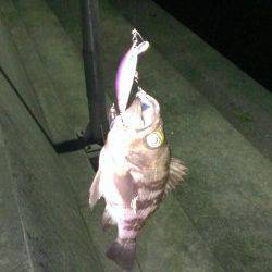 田尻漁港堤防外側でメバルのライズ〜フローティングミノーにヒット