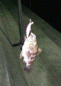 田尻漁港堤防外側でメバルのライズ〜フローティングミノーにヒット