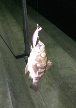 田尻漁港堤防外側でメバルのライズ〜フローテ…