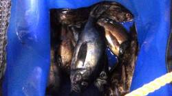 加太漁港メバリング〜満潮前の19時半頃から…