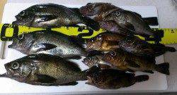 加太漁港メバリング〜満潮前の19時半頃からメバル・ガシラ連続ヒット