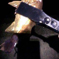 大阪ゴルフ場裏でメバリング、ショートバイトに苦戦