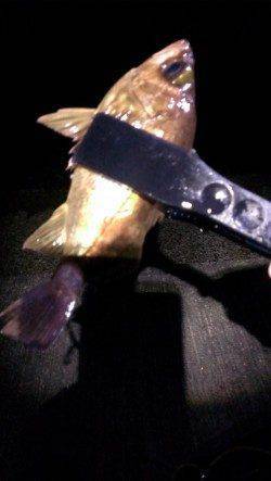 大阪ゴルフ場裏でメバリング、ショートバイトに苦戦