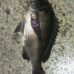 1時間で42cmと44cmチヌ2枚の釣果〜夜チヌゲーム始まりましたね♪