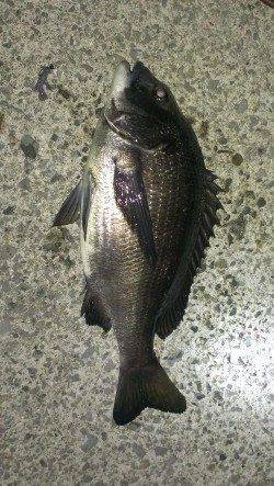 1時間で42cmと44cmチヌ2枚の釣果〜夜チヌゲーム始まりましたね♪