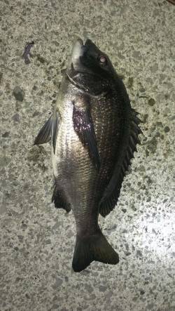 1時間で42cmと44cmチヌ2枚の釣果〜…