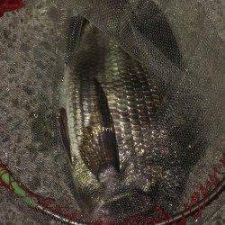 1時間で42cmと44cmチヌ2枚の釣果〜夜チヌゲーム始まりましたね♪