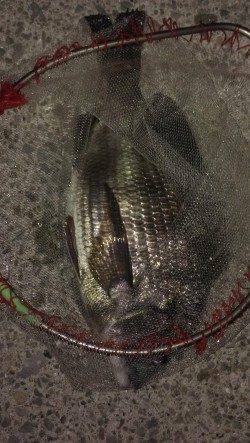 1時間で42cmと44cmチヌ2枚の釣果〜夜チヌゲーム始まりましたね♪