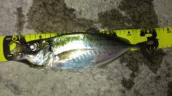 岸和田にて深夜のメバリング、粘って尺アジ3…