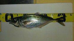 岸和田にて深夜のメバリング、粘って尺アジ33cmをゲット！