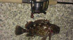 尼崎～芦屋エリア、探り釣りでガシラの釣果