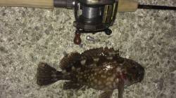 尼崎～芦屋エリア、探り釣りでガシラの釣果