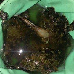 尼崎～芦屋エリア、探り釣りでガシラの釣果