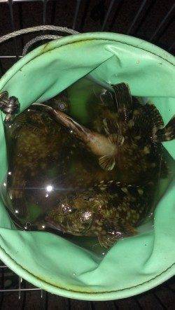 尼崎～芦屋エリア、探り釣りでガシラの釣果