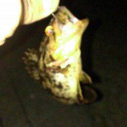 舞洲でタケノコメバル、胴突きで壁際を探り歩いてゲット