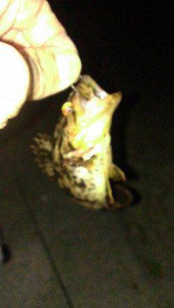 舞洲でタケノコメバル、胴突きで壁際を探り歩いてゲット